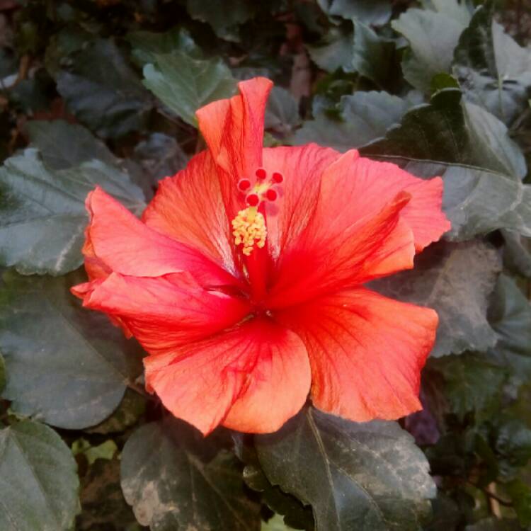 plant image 310614