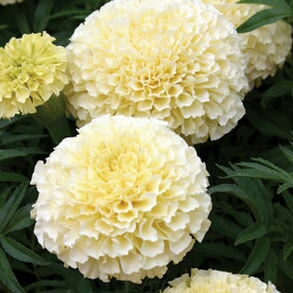 Tagetes erecta 'Vanilla Ice'