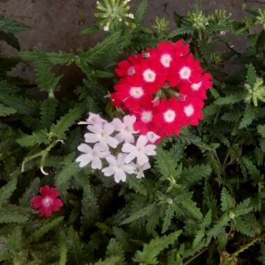 Verbena 'Magelana Red'
