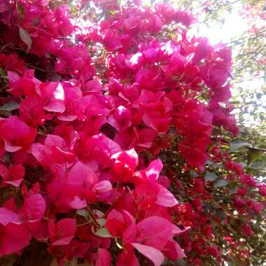 Bougainvillea