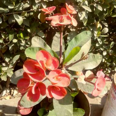 Euphorbia milii - Miniature Variety