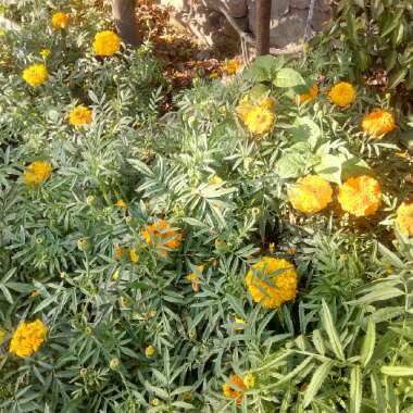 Tagetes erecta