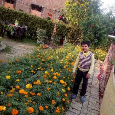 Tagetes erecta