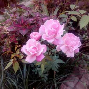 Rosa 'Ausmixture' syn. Rosa 'Olivia Rose Austin'
