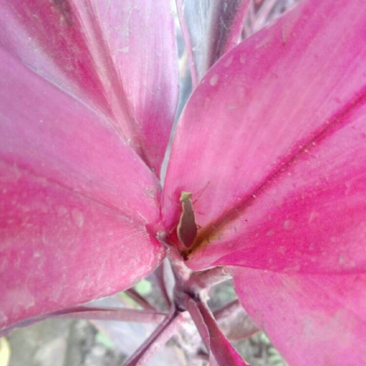 plant image 335874 plant image 335874