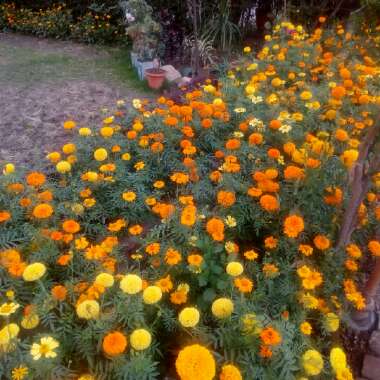 Tagetes erecta