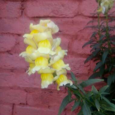 Antirrhinum