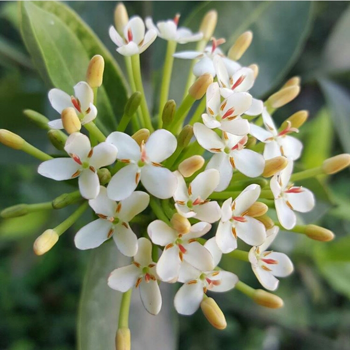 plant image 357180
