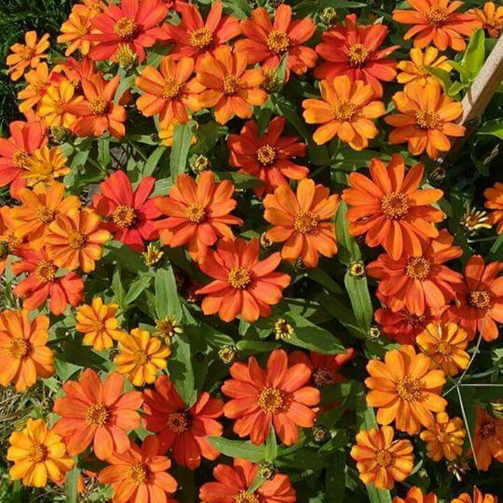 plant image 358439 plant image 358439