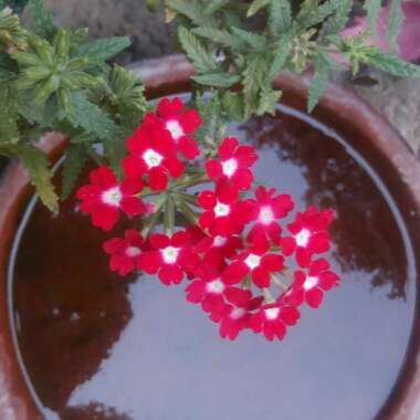 Verbena 'Magelana Red'