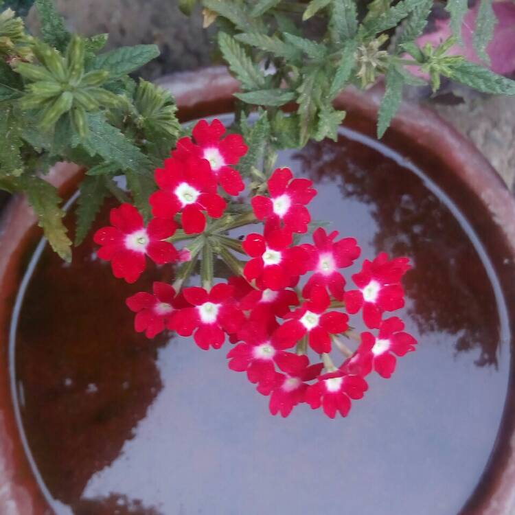 plant image 361841 plant image 361841