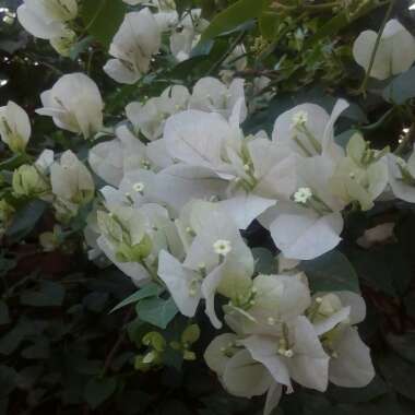 Bougainvillea