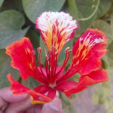 Delonix regia