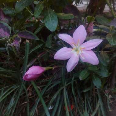 Zephyranthes rosea