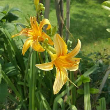Hemerocallis 'Moontraveller'