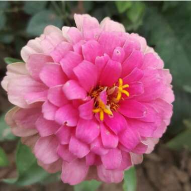 Zinnia elegans