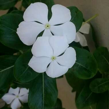 Vinca major