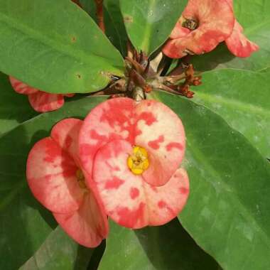 Euphorbia Milii 'Giant Thai Red'