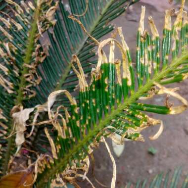 Cycas