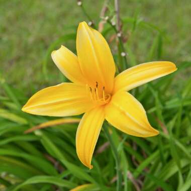 Hemerocallis 'Moontraveller'