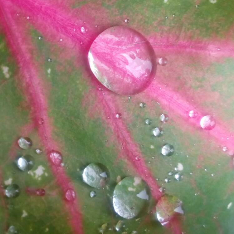 plant image 437558