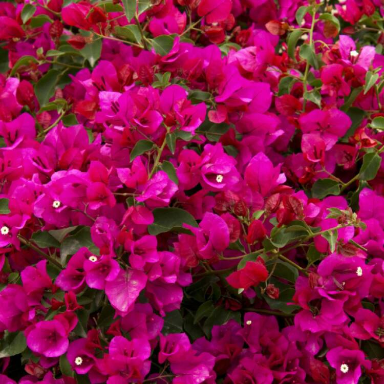 plant image 503035 plant image 503035