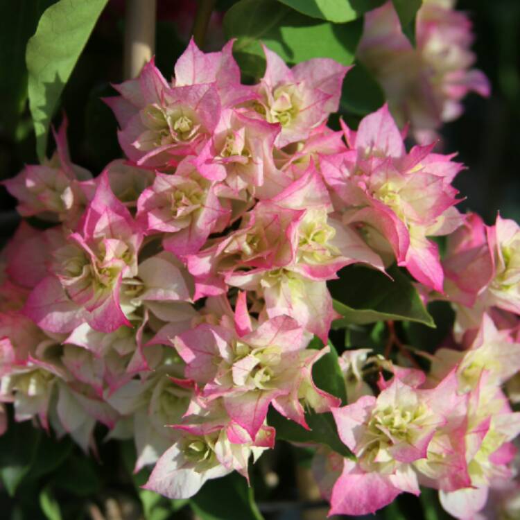 plant image 503041 plant image 503041