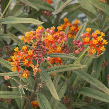 Asclepias curassavica