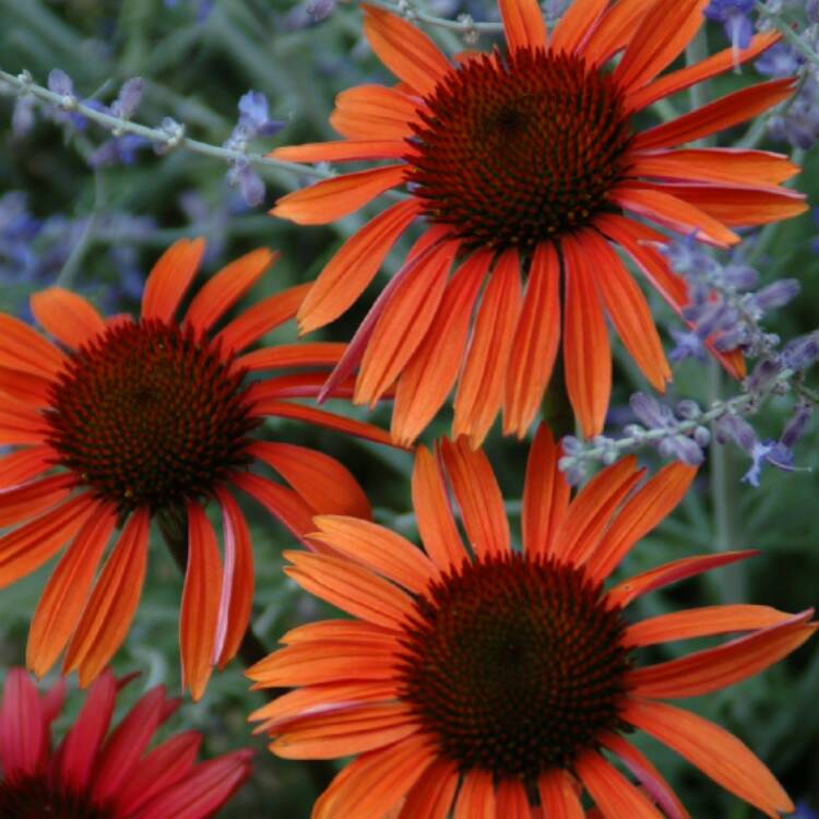 Plant image Echinacea 'Harvest Moon' (Big Sky Series) syn. Echinacea 'Matthew Saul'