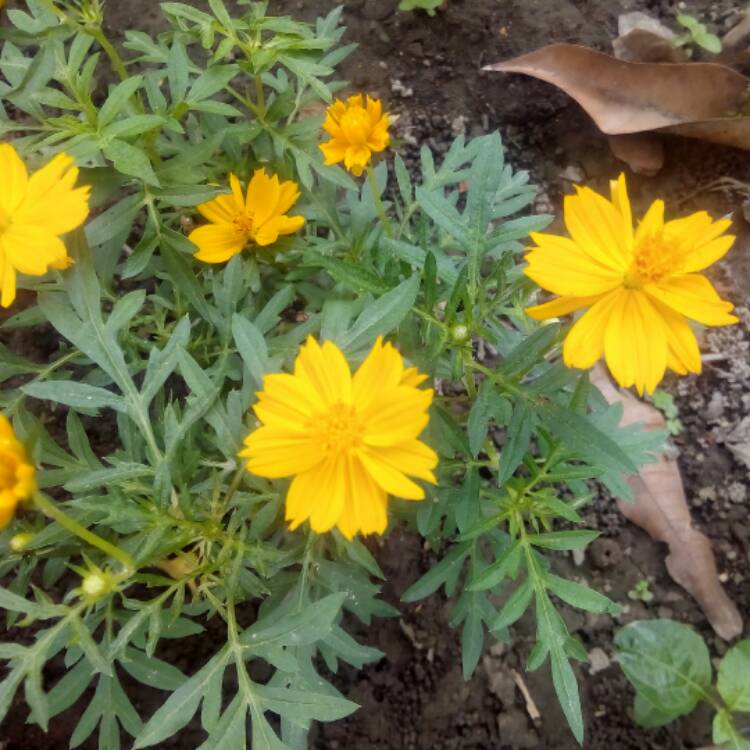 plant image 515806