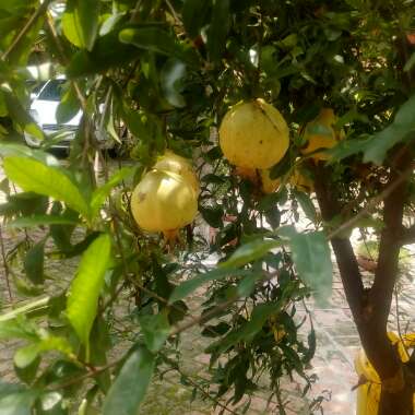 Punica granatum