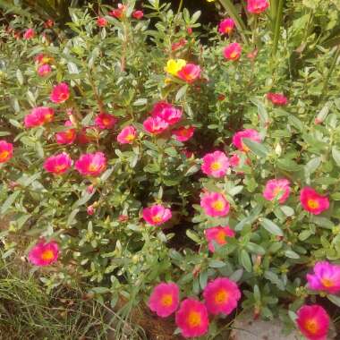 Portulaca oleracea