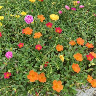 Portulaca oleracea