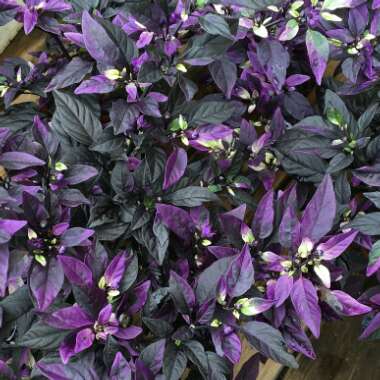 Capsicum Annuum 'Purple Flash'