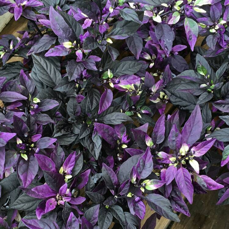 plant image 534975