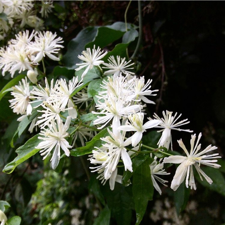 plant image 535725