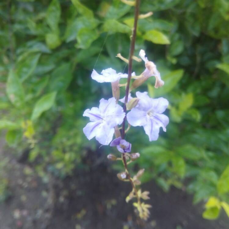 plant image 539114 plant image 539114