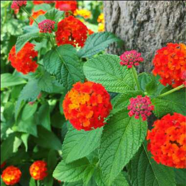 Lantana camara 'Miss Huff'