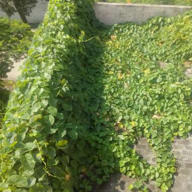 Tinospora cordifolia