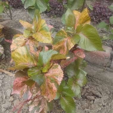 Acalypha wilkesiana