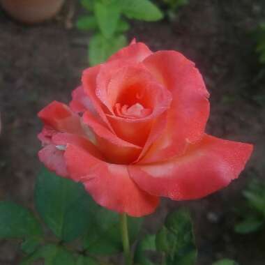 Rosa