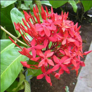 Ixora coccinea