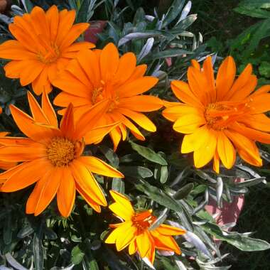 Gazania