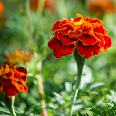 Tagetes patula hybrids