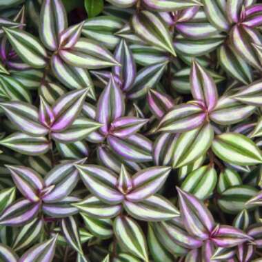 Tradescantia pallida 'Purpurea' syn. Tradescantia pallida 'Purple Heart'