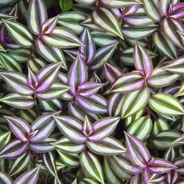 Plant image Tradescantia pallida 'Purpurea' syn. Tradescantia pallida 'Purple Heart'