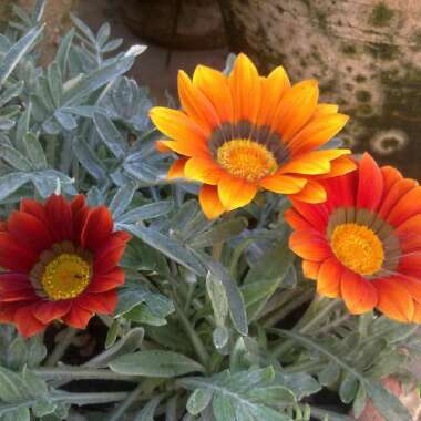 Gazania