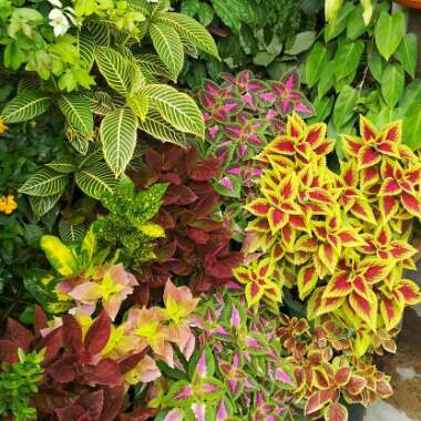 Solenostemon scutellarioides  syn. Plectranthus scutellarioides, Coleus scutellarioides, Coleus blumei