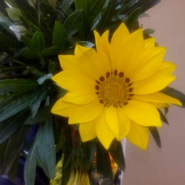 Gazania
