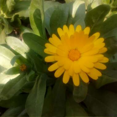 Calendula